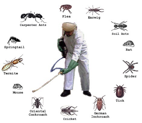  Service Provider of Pest Control Services Delhi New Delhi 